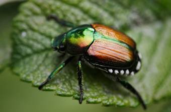 Carpet Beetles