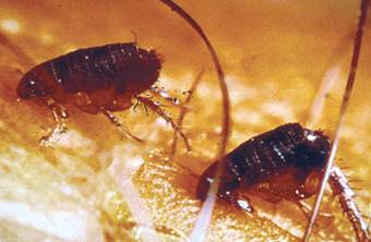Fleas
