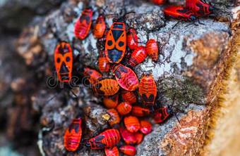 Red Bugs
