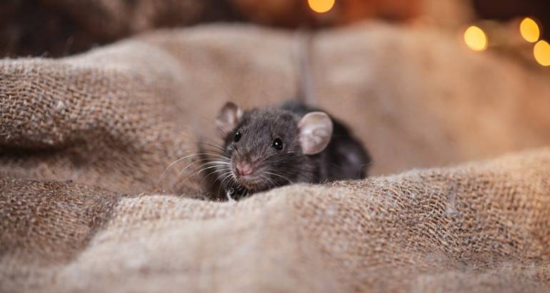 Mice, Rats (Rodents)