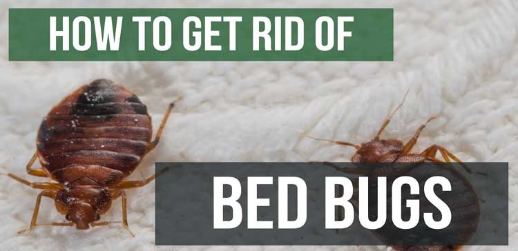 A comprehensive guide to getting rid of bed bugs