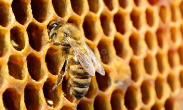 Beehive pest control in Dubai