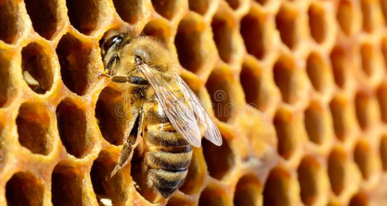 Beehive pest control in Dubai