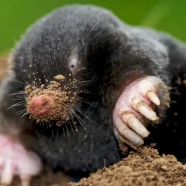 Moles pest control in Dubai