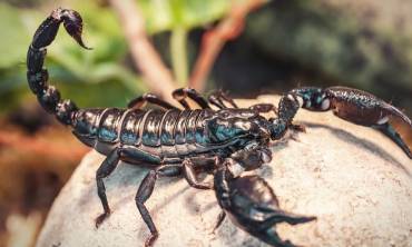 Scorpion pest control in Dubai