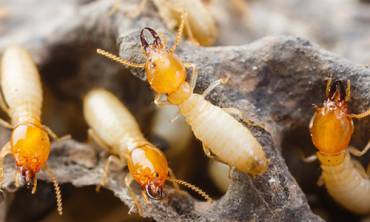 Termites Pest Control in Dubai