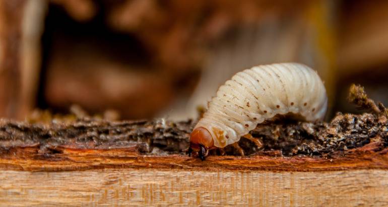 Woodworm pest control in Dubai