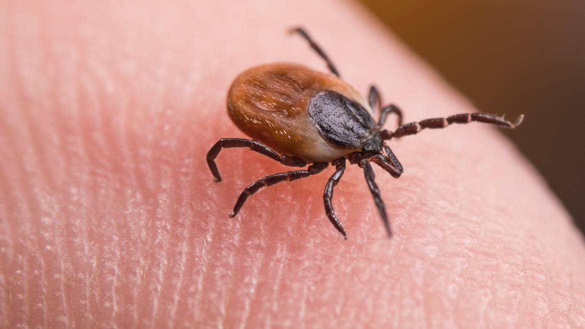 Ticks pest control in Dubai