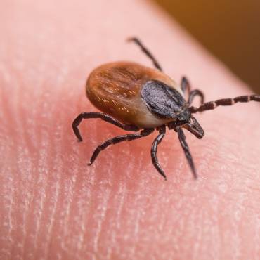 Ticks pest control in Dubai