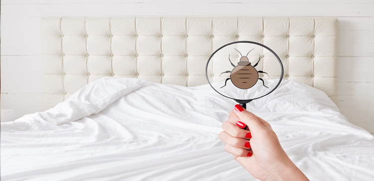 How to inspect a hotel room for bed bugs while on a summer vacation?