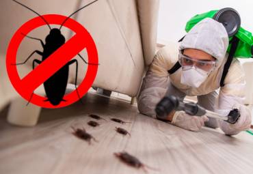 Finding Effective Pest Control Near Me: Choosing the Right Chemicals
