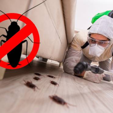 Finding Effective Pest Control Near Me: Choosing the Right Chemicals
