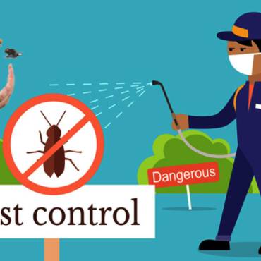 How Much is Pest Control in Dubai? A Guide to Managing Infestations
