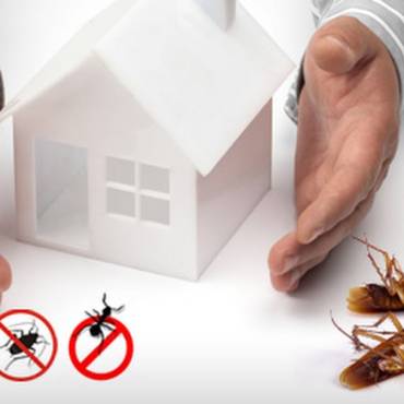 What Businesses Need Pest Control the Most: Protecting Your Investment